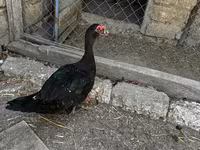 Ducks — 5-сурет