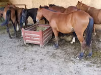 Caballo, Caballos — foto 3