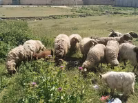Sheep (batch, sex not specified), Sheep — photo 1