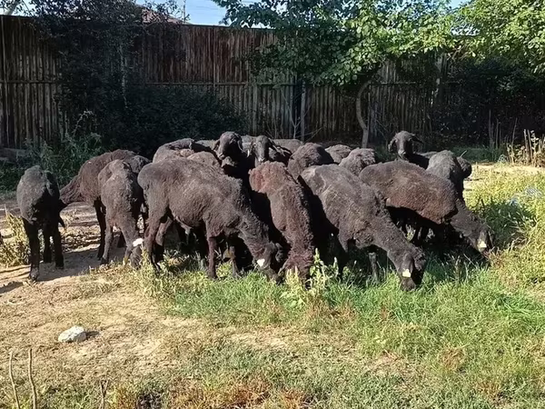 मेढ़ा, भेड़