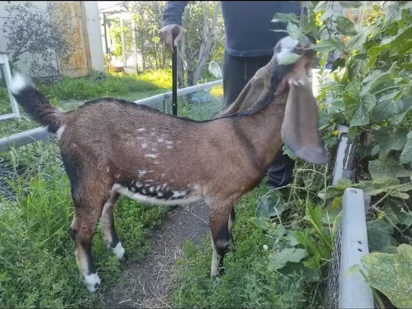 Dişi keçi, Beetal goats