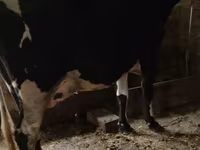 Sigir, Russian Black pied cattle — 2-rasm