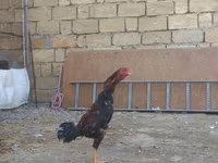 Chickens — 1-rasm