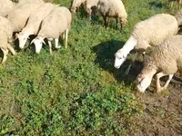 Қой, Karabakh sheep — 3-сурет