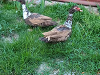 Ducks — फ़ोटो 1