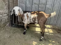 Ешкі, Nubian Goat — 2-сурет