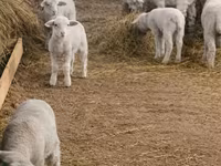 母羊, Sheep — 照片 4