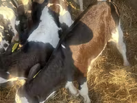 ІҚМ (топ, жынысы көрсетілмеген), Russian Black pied cattle — 6-сурет
