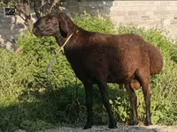 公羊, Hissar sheep — 照片 3