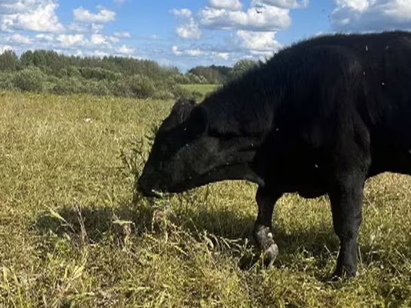 ВРХ (партія, стать не вказано), Велика рогата худоба — Росія