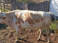 Vaca, Simmental cattle — foto 4