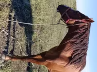 حصان, Thoroughbred horse — الصورة 3