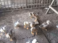 Ducks — الصورة 7