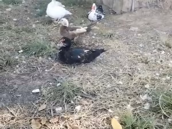 Ducks
