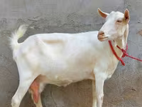 Коза, Saanen goat — фото 2