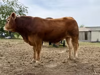 Bull, Limousin cow — photo 2