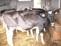 Bulle, Simmental cattle — Foto 3
