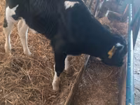 Bulle, Simmental cattle — Foto 7