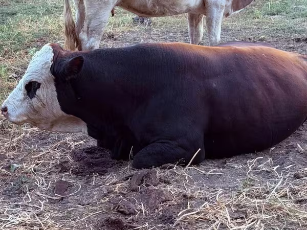 Bulle, Swiss cattle