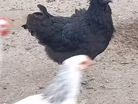 Australian Pit Game fowl — Foto 1