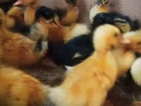 Ducks — Foto 1