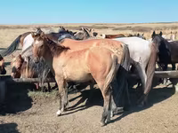 Кінь, Mugalzhar horse — фото 4