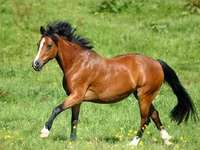 Pferde (Partie, Geschlecht nicht angegeben), Horse breed — Foto 4