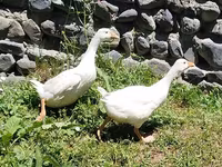 ليندا — الصورة 2