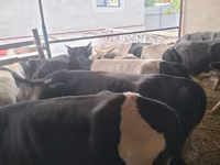 Bulle, Swiss cattle — Foto 4