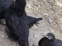 Chickens — Foto 1