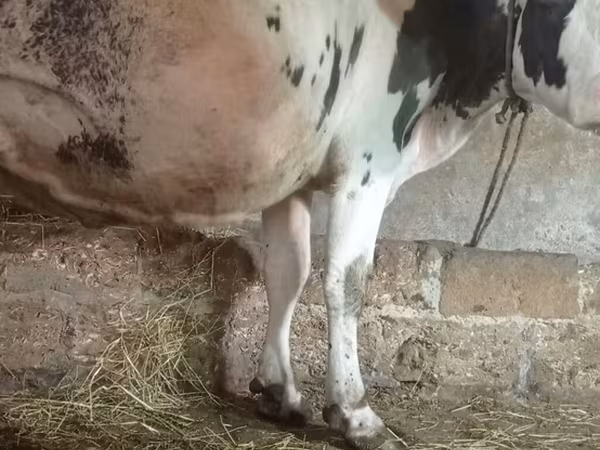 Qoramol (partiya, jinsi ko‘rsatilmagan), Russian Black pied cattle