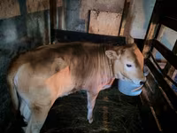 Vaca, Yak salvaje — foto 2
