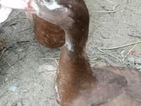 Ducks — Foto 5