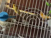 Cut bulbul satilir. Saglam quslardi. Qefesle birlikde 120azn. Qefessiz — фото 3