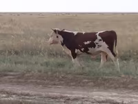 Toro, Vaca kazaja de cabeza blanca — foto 4