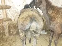 भेड़, भेड़ — फ़ोटो 4