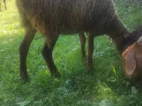 Schaf, Schafe — Foto 4