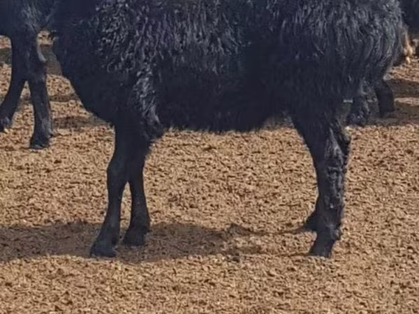 भेड़, Edilbay sheep