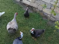 Ducks — 4-сурет