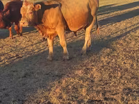 Bulle, Simmental cattle — Foto 1
