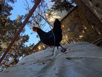 Chickens — foto 2
