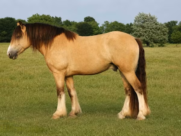 Aygʻir, Gypsy horse