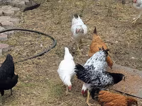 Chickens — foto 3