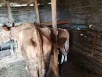 Vaca, Simmental cattle — foto 2