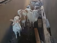 Ziege, Saanen goat — Foto 7