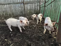 Schweine (Partie, Geschlecht nicht angegeben), Крупная белая — Foto 5