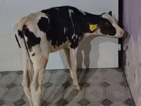 Kuh, Holstein-Rasse — Foto 3