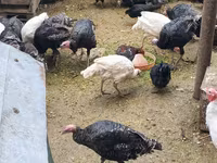 Turkeys — Foto 4