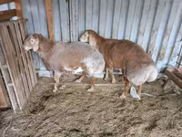 Carnero, Arashan sheep — foto 7