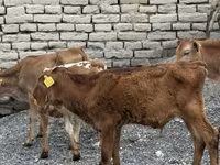 सांड, मवेशी — फ़ोटो 6
